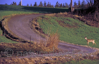 bb735 / Capreolus capreolus / Rådyr