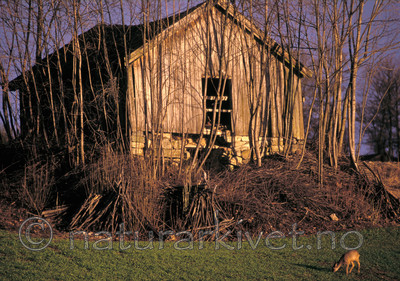 bb736 / Capreolus capreolus / Rådyr