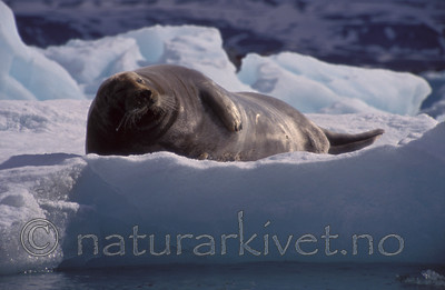 bb741 / Erignathus barbatus / Storkobbe