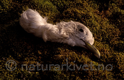 bb748 / Rissa tridactyla / Krykkje