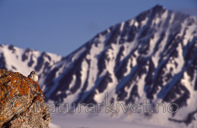 bb752 / Plectrophenax nivalis / Snøspurv