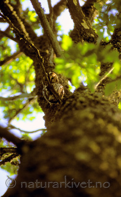 bb766 / Strix aluco / Kattugle