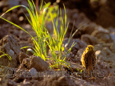 bb773 / Emberiza citrinella / Gulspurv