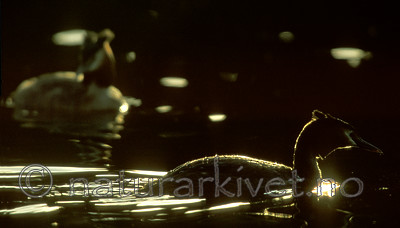 bb774 / Podiceps cristatus / Toppdykker