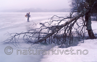 bb791 / Betula pendula / Hengebjørk