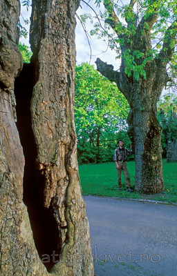 bb800 / Fraxinus excelsior / Ask