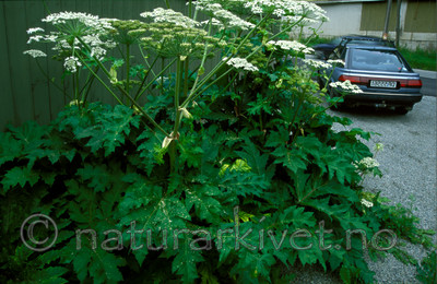 bb802 / Heracleum mantegazzianum / Kjempebjørnekjeks