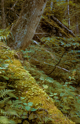 bb807 / Ulmus glabra / Alm