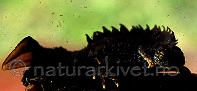 scansig_2012_7 / Triturus cristatus / Storsalamander