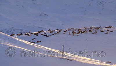 sr_300 / Rangifer tarandus / Rein