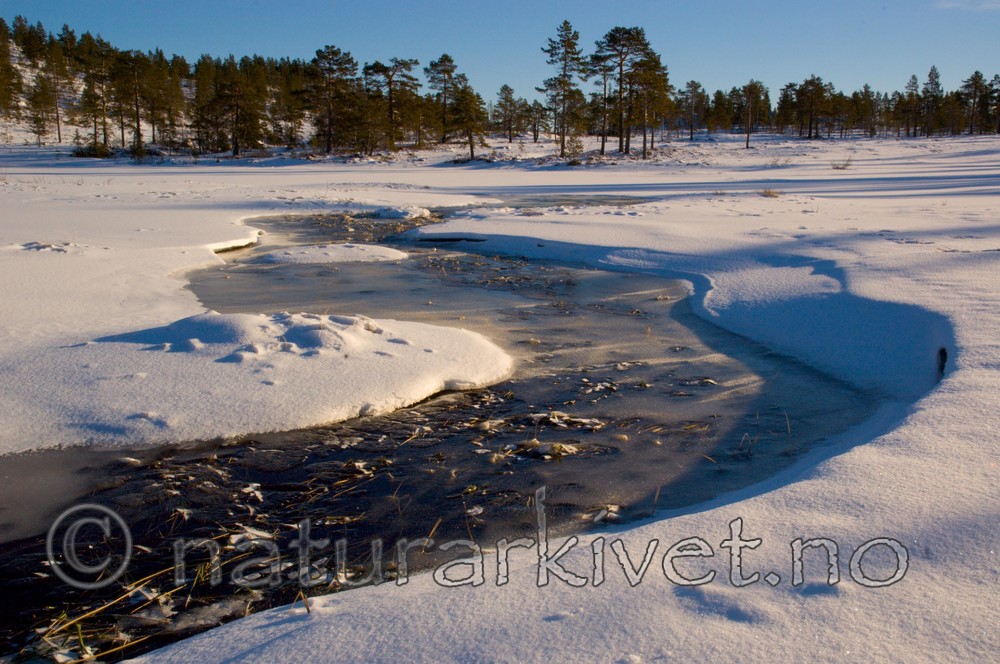 BB 05 0006 / Pinus sylvestris / Furu