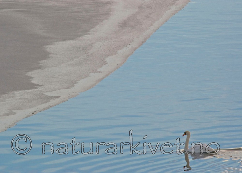 BB 05 0009 / Cygnus olor / Knoppsvane