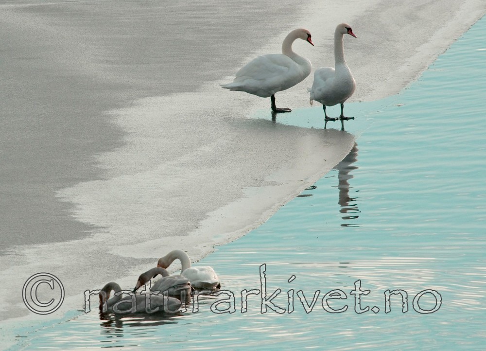 BB 05 0013 / Cygnus cygnus / Sangsvane <br /> Cygnus olor / Knoppsvane