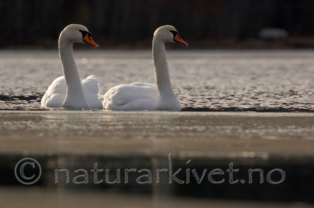 BB 05 0020 / Cygnus olor / Knoppsvane