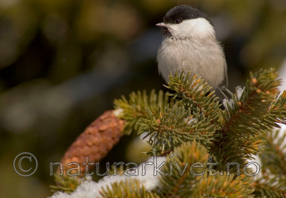 BB 05 0024 / Picea abies / Gran <br /> Poecile montanus / Granmeis