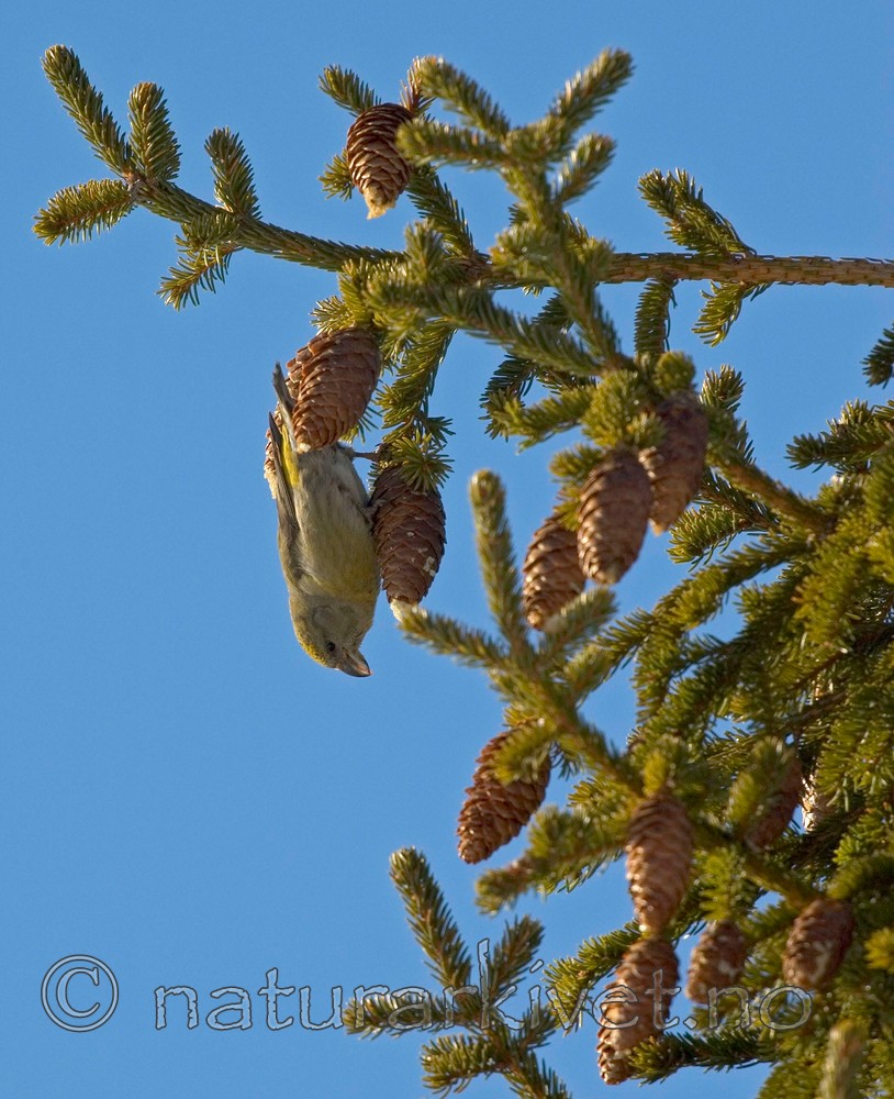 BB 05 0030 / Loxia curvirostra / Grankorsnebb <br /> Picea abies / Gran