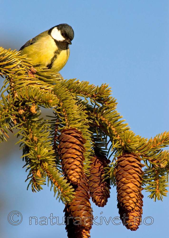 BB 05 0033 / Parus major / Kjøttmeis <br /> Picea abies / Gran