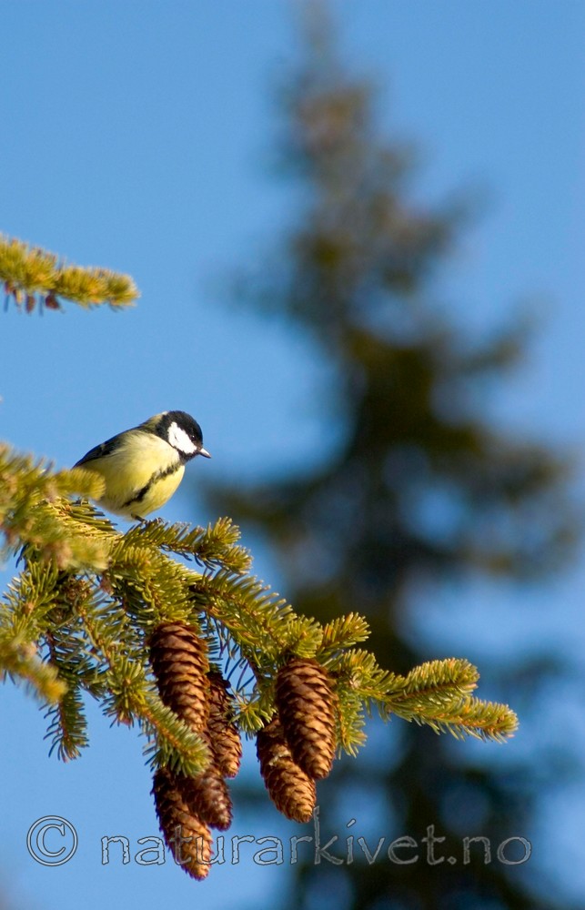 BB 05 0037 / Parus major / Kjøttmeis <br /> Picea abies / Gran