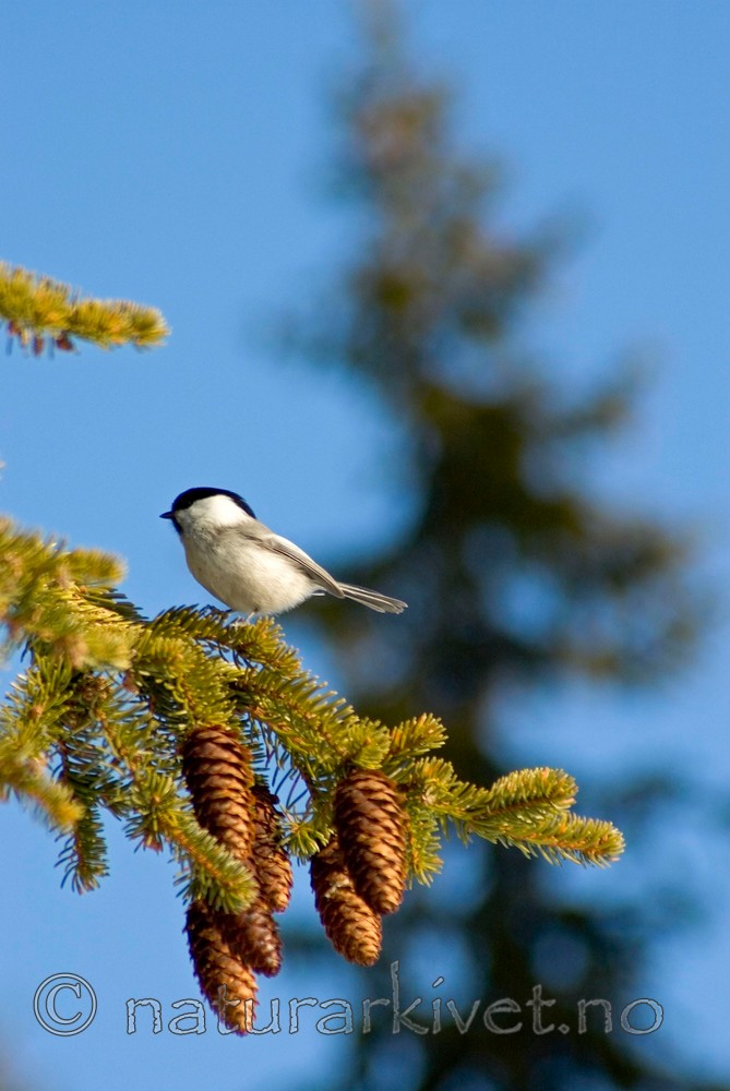 BB 05 0038 / Picea abies / Gran <br /> Poecile montanus / Granmeis