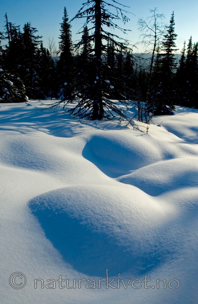 BB 05 0040 / Picea abies / Gran