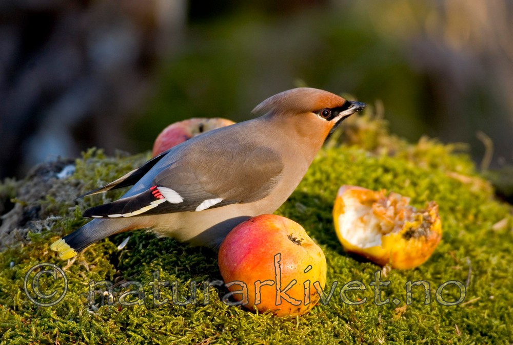 BB 05 0044 / Bombycilla garrulus / Sidensvans