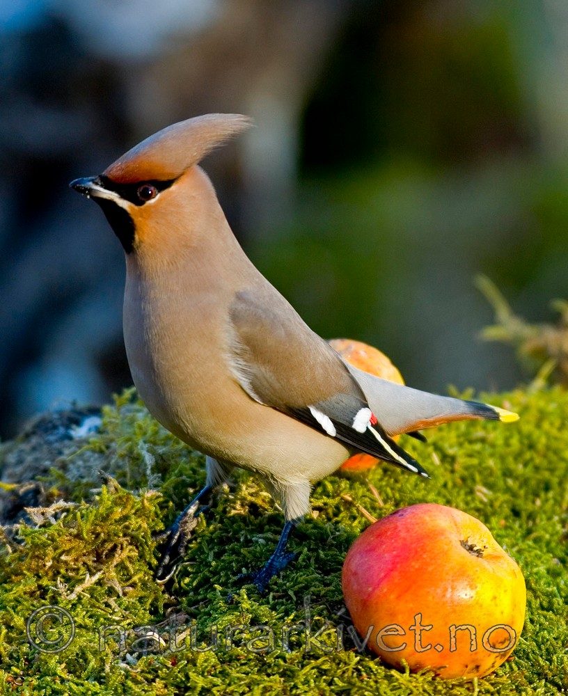 BB 05 0047 / Bombycilla garrulus / Sidensvans