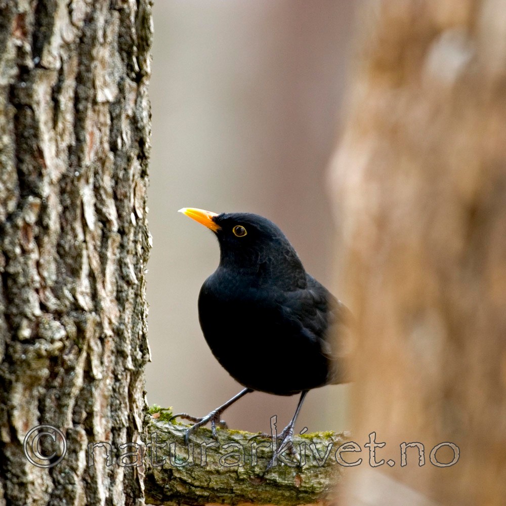 BB 05 0051 / Turdus merula / Svarttrost