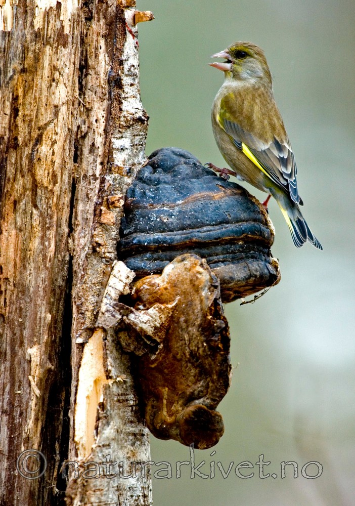 BB 05 0058 / Carduelis chloris / Grønnfink <br /> Fomes fomentarius / Knuskkjuke