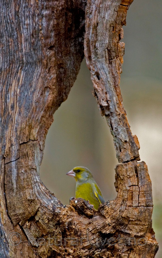 BB 05 0061 / Carduelis chloris / Grønnfink