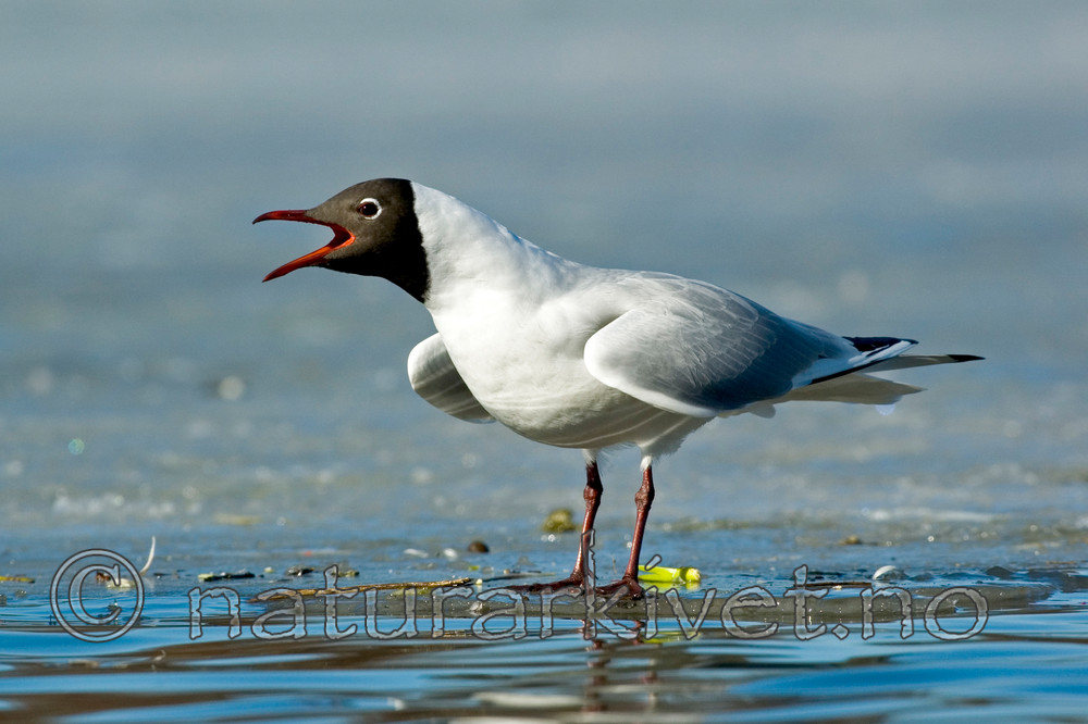 BB 05 0063 / Chroicocephalus ridibundus / Hettemåke