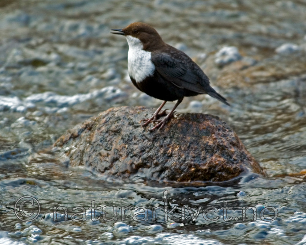 BB 05 0065 / Cinclus cinclus / Fossekall