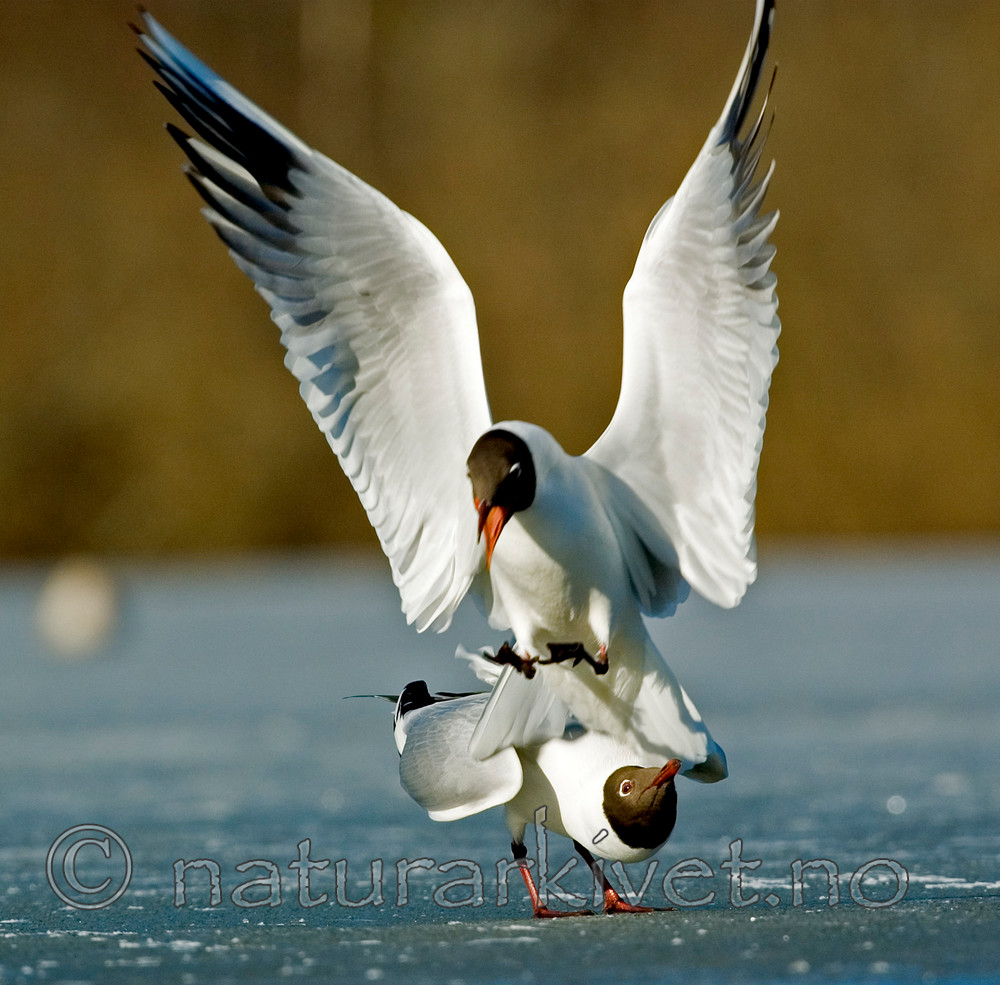 BB 05 0066 / Chroicocephalus ridibundus / Hettemåke