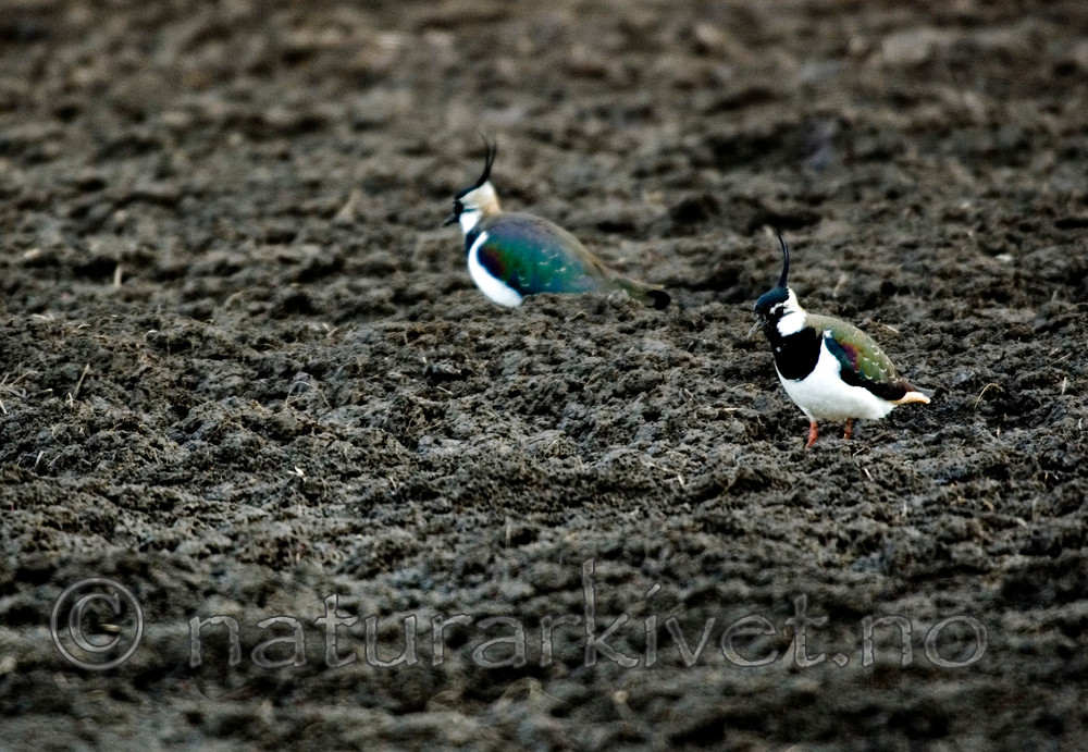 BB 05 0073 / Vanellus vanellus / Vipe