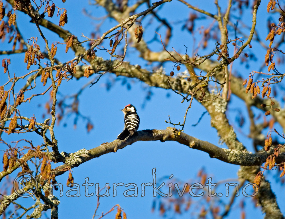 BB 05 0076 / Dendrocopos minor / Dvergspett