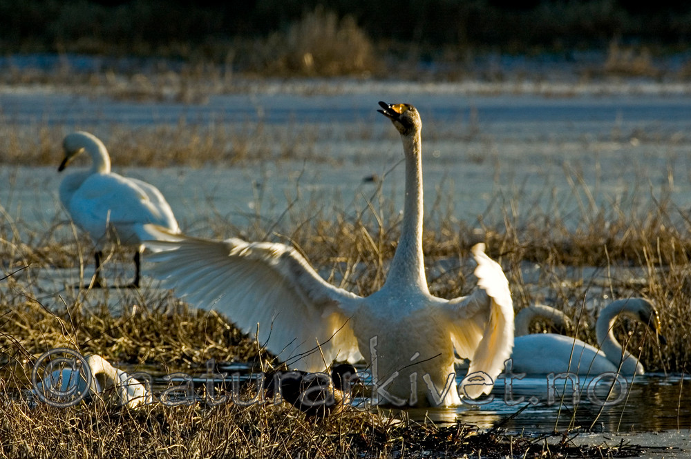 BB 05 0077 / Cygnus cygnus / Sangsvane