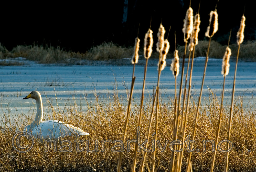 BB 05 0078 / Cygnus cygnus / Sangsvane <br /> Typha latifolia / Brei dunkjevle
