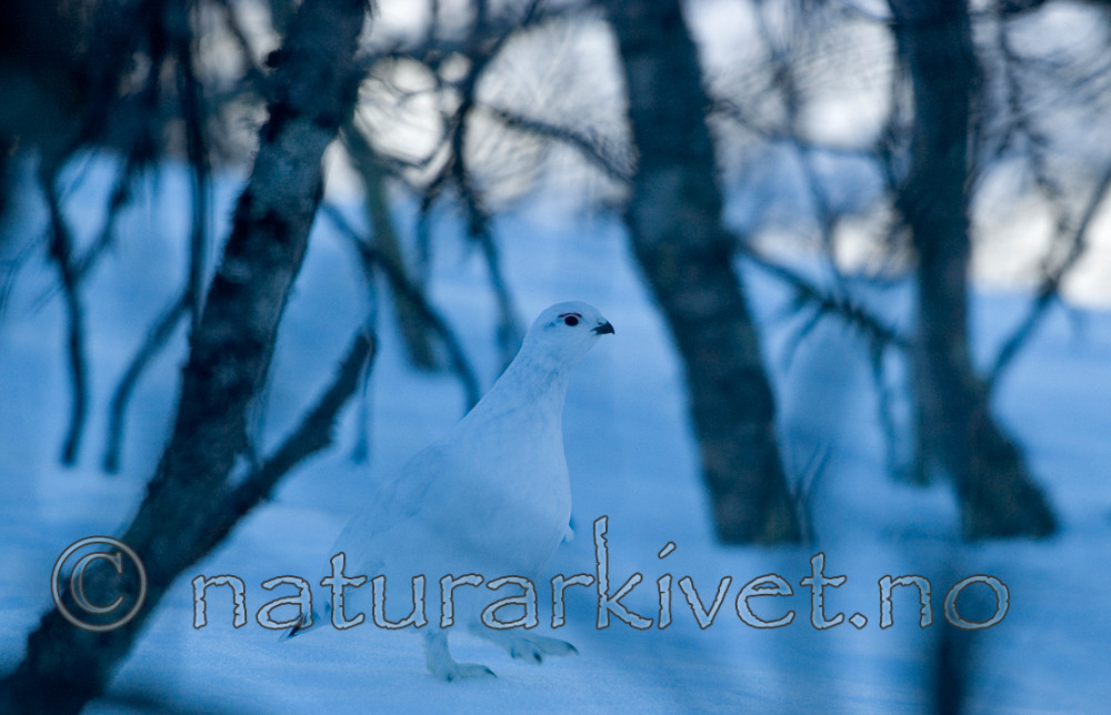 BB 05 0081 / Lagopus lagopus / Lirype