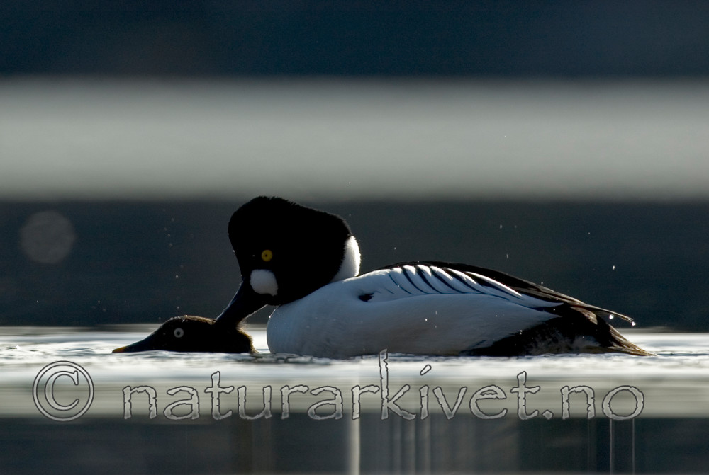 BB 05 0090 / Phragmites australis / Takrør