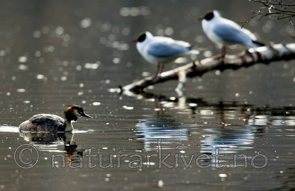 BB 05 0091 / Chroicocephalus ridibundus / Hettemåke <br /> Podiceps cristatus / Toppdykker