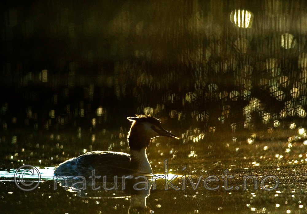 BB 05 0093 / Podiceps cristatus / Toppdykker