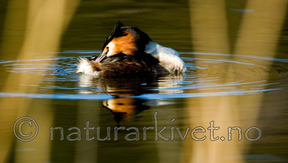 BB 05 0095 / Podiceps cristatus / Toppdykker