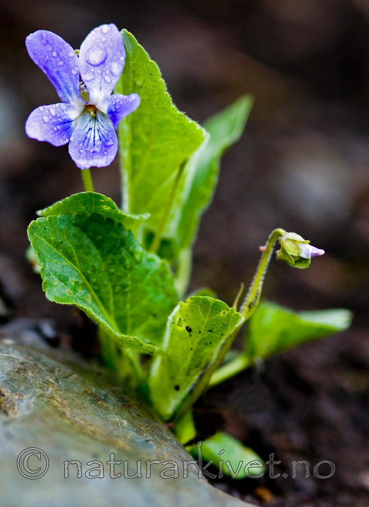 BB 05 0098 / Viola hirta / Lodnefiol