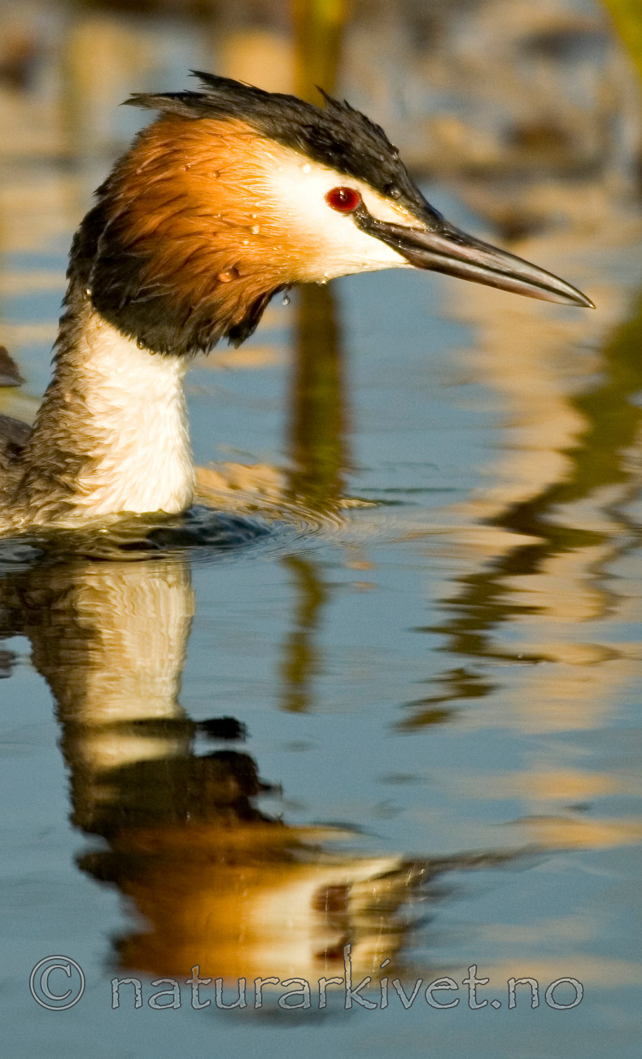 BB 05 0100 / Podiceps cristatus / Toppdykker