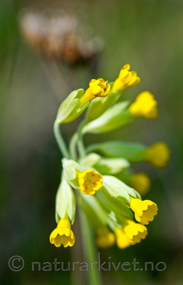BB 05 0105 / Primula veris / Marianøkleblom