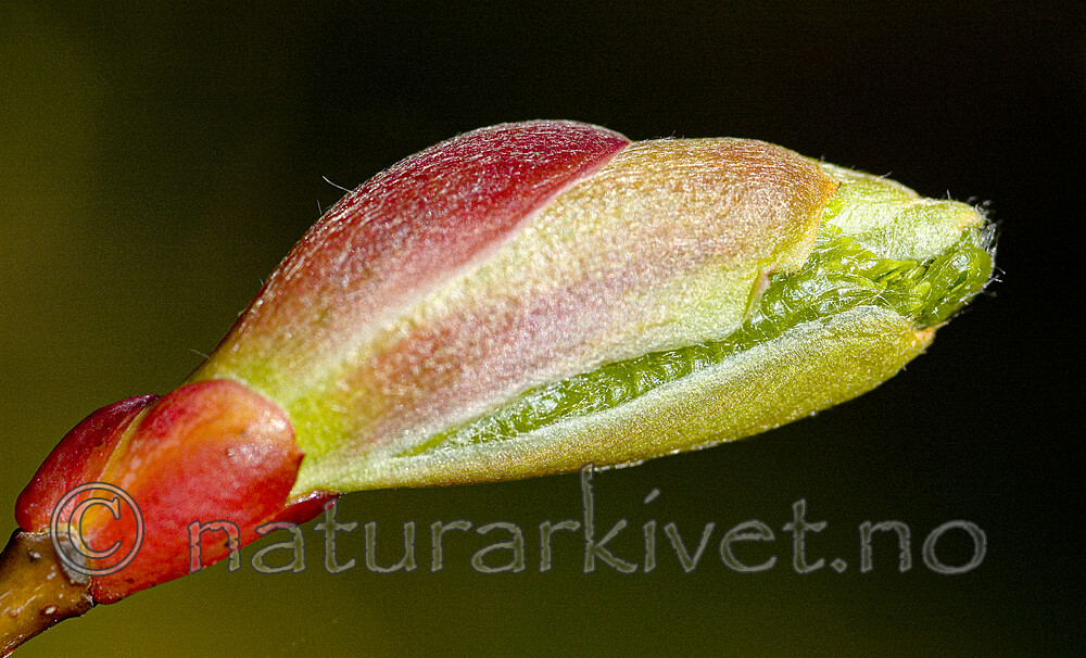 BB 05 0107 / Tilia cordata / Lind