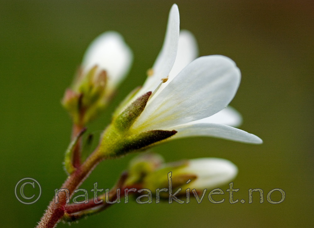BB 05 0109 / Saxifraga granulata / Nyresildre
