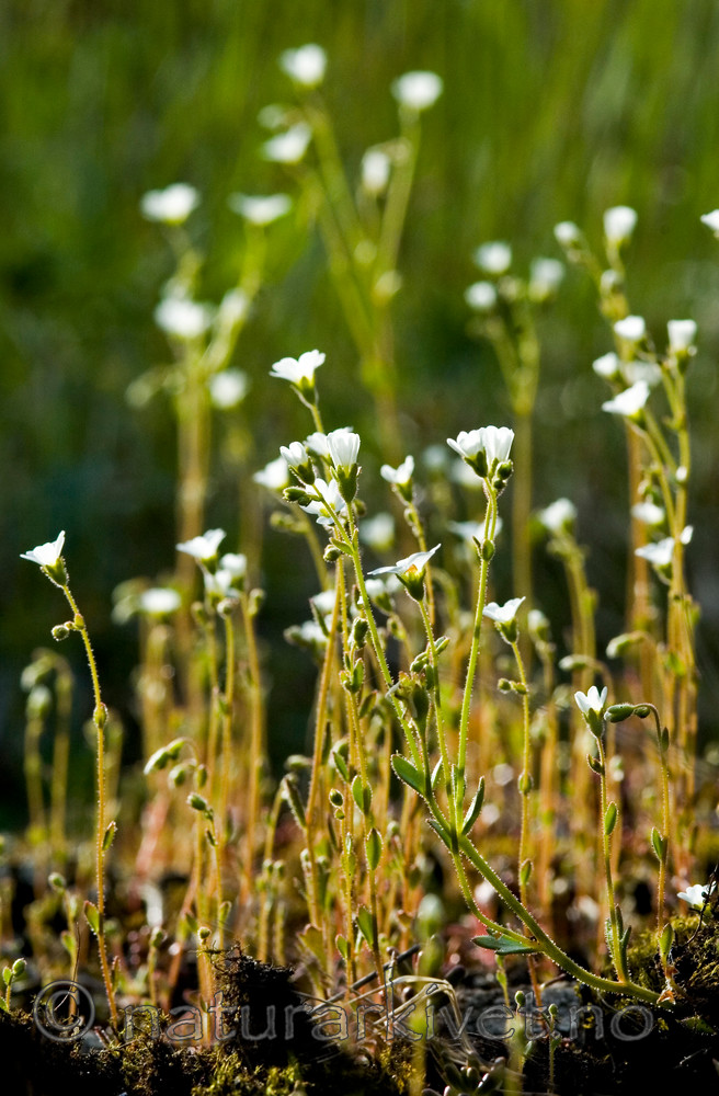 BB 05 0110 / Saxifraga osloënsis / Oslosildre