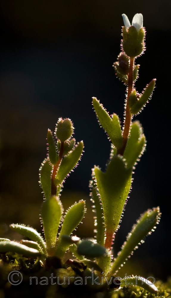 BB 05 0111 / Saxifraga tridactylites / Trefingersildre