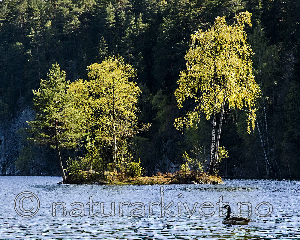 BB 05 0112 / Betula pubescens / Bjørk <br /> Branta canadensis / Kanadagås