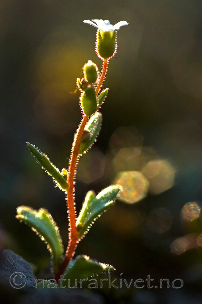 BB 05 0113 / Saxifraga tridactylites / Trefingersildre